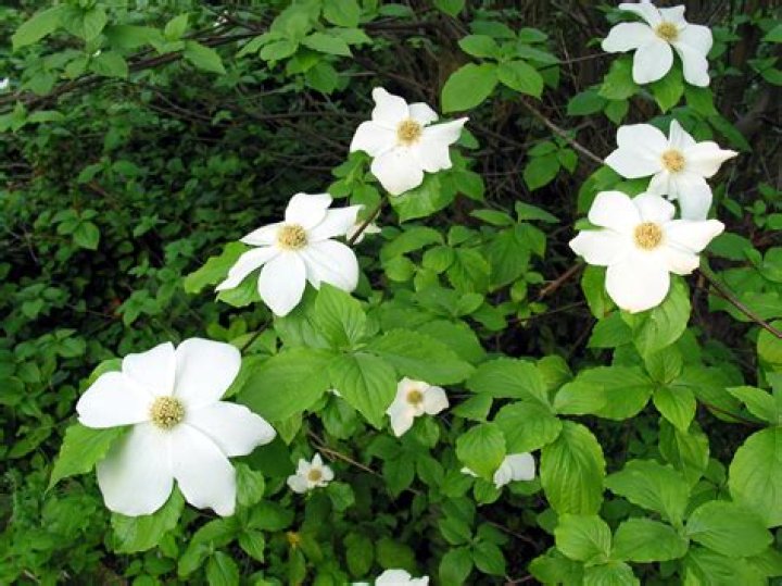 What animals eat dogwood trees?