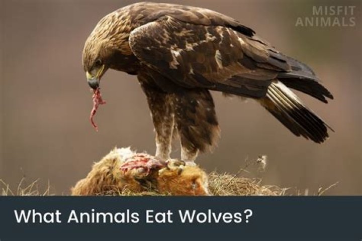 What animals eat wolves?