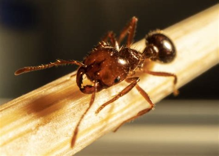 What ants look like fire ants?