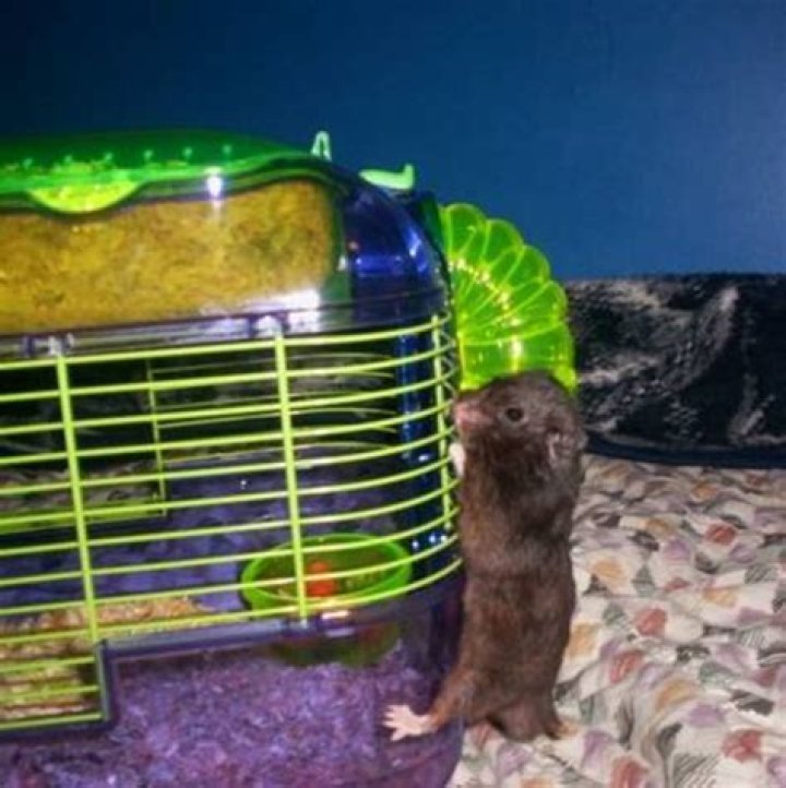 What are hamsters afraid of?