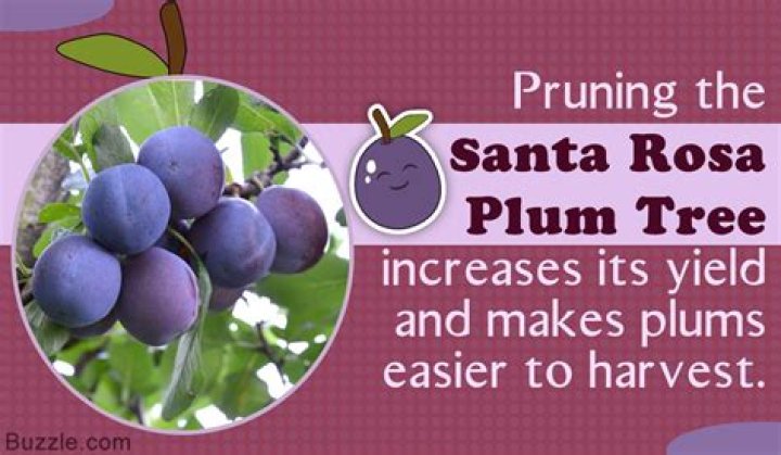 What are Santa Rosa plums?