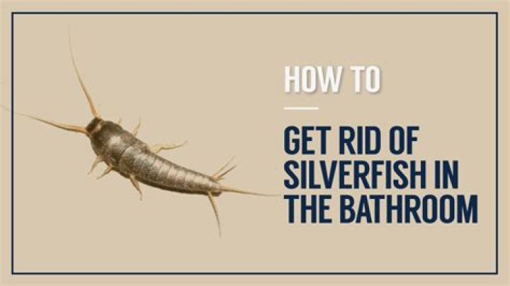 What are silverfish in bathroom?