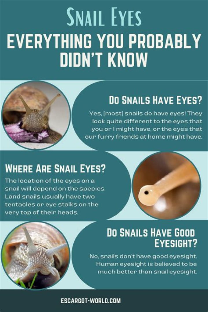 What are snail eyes called?