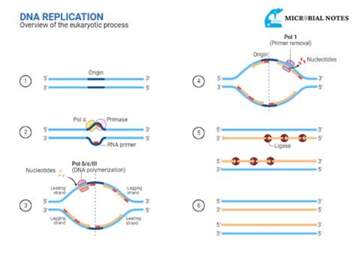 What are the 5 steps of DNA replication in order?