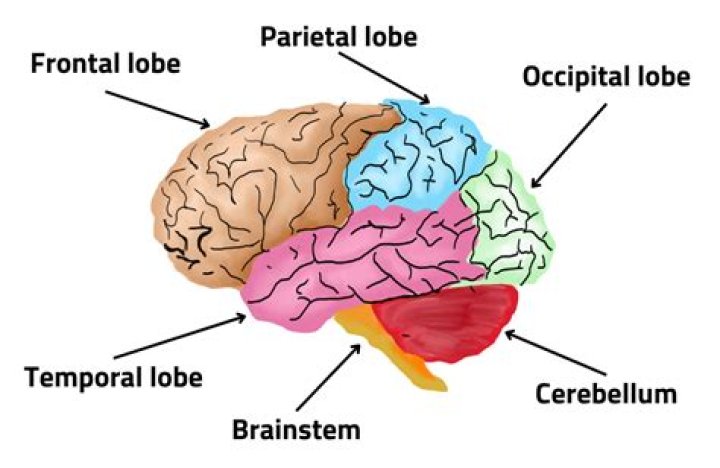 What are the 7 brain parts?