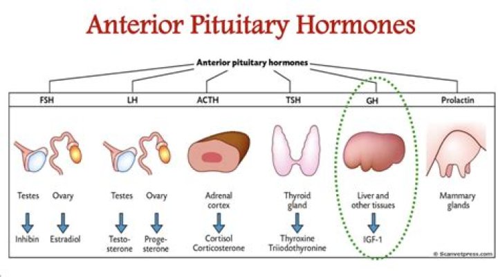 What are the 7 hormones?