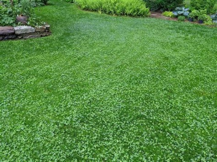 What are the disadvantages of a clover lawn?