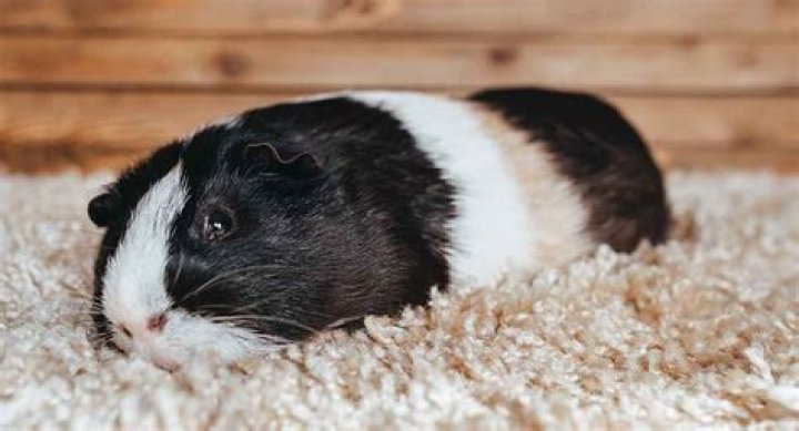 What are the signs of a guinea pig dying?