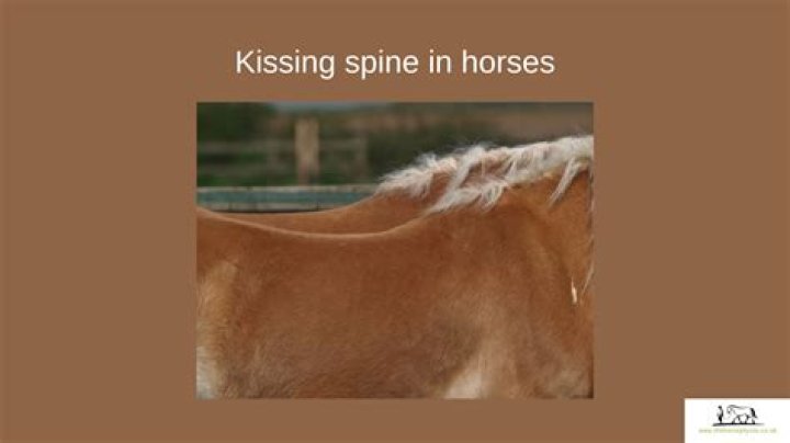 What are the signs of kissing spine in horses?