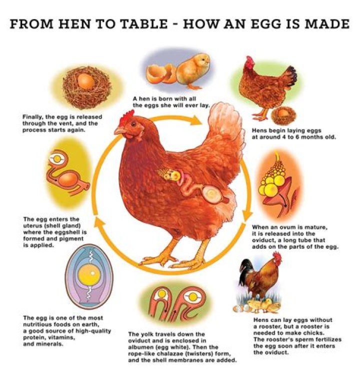 What are the signs that a chicken is ready to lay eggs?