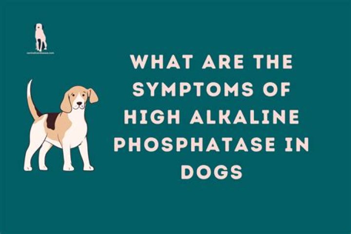 What are the symptoms of high alkaline phosphatase?