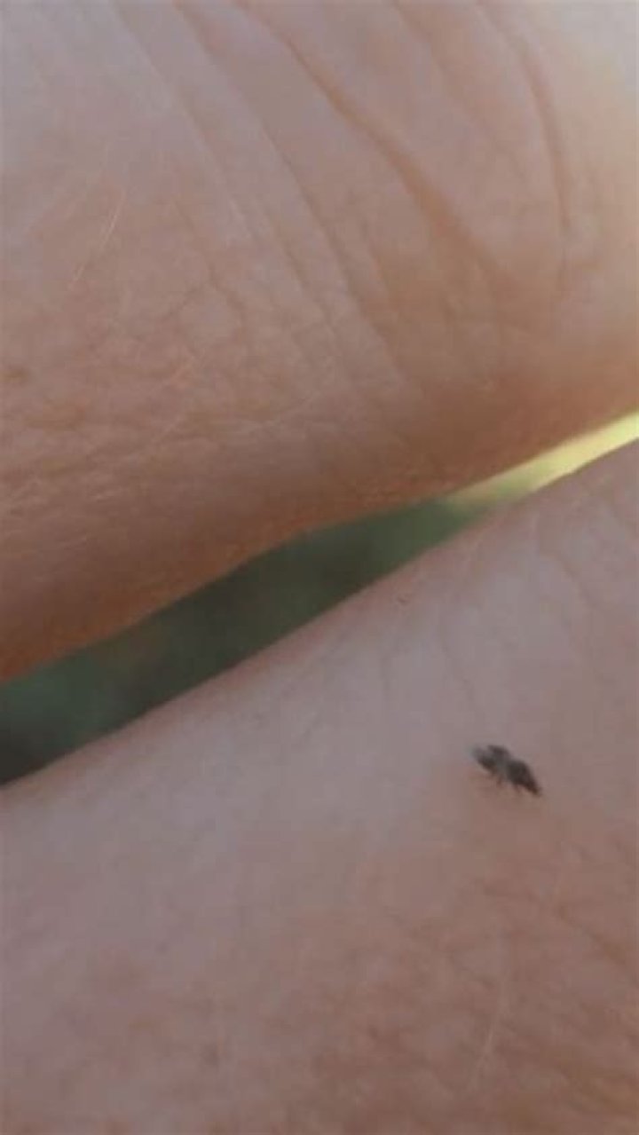 What are the tiny black bugs that are biting me?