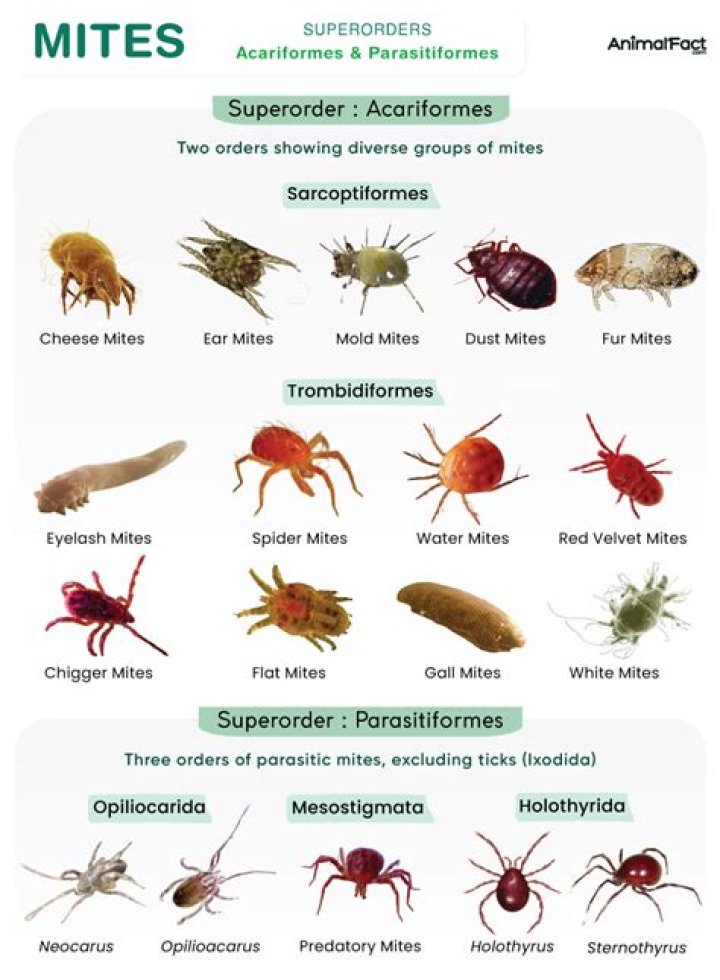 What are turf mites?
