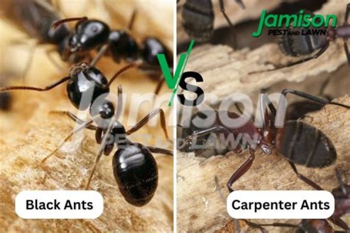 What attracts black ant?