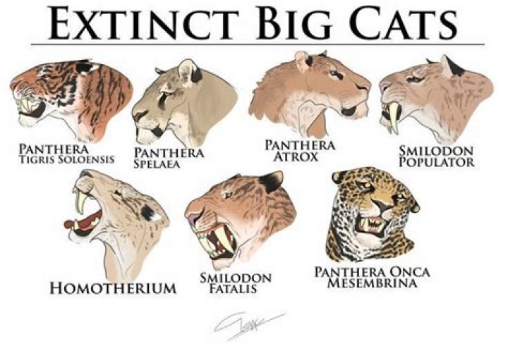 What big cats eat humans?