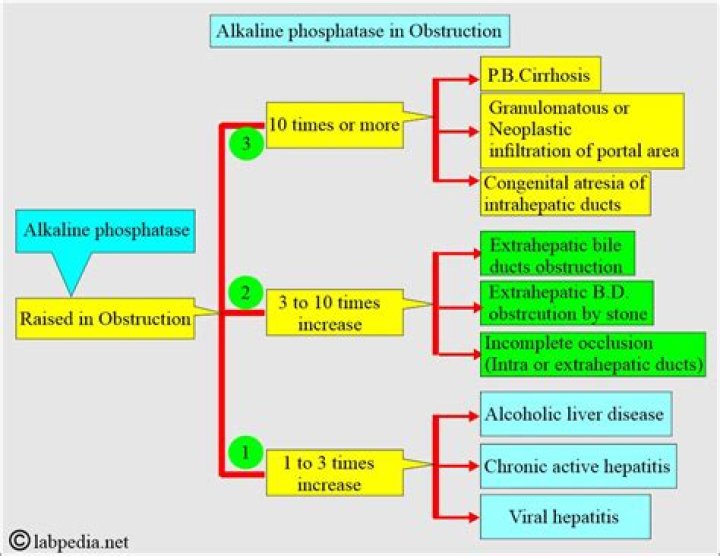 What bones cause elevated alkaline phosphatase?
