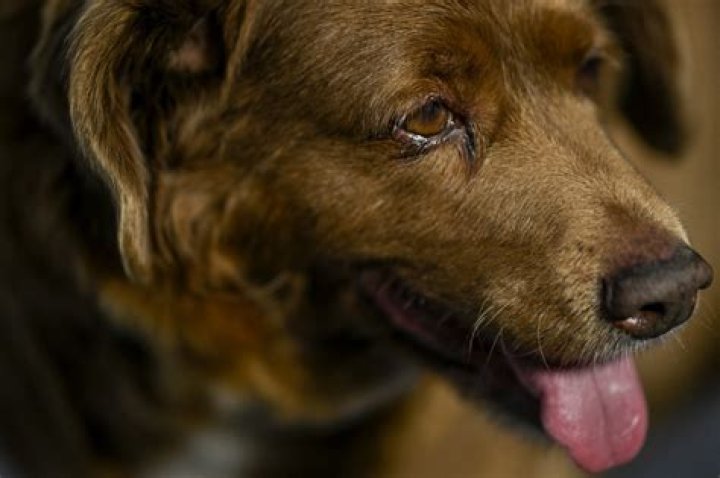 What breed of dog is OK being left alone?