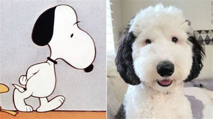 What breed of dog is Snoopy?