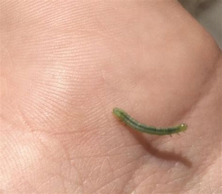 What bug looks like a worm?