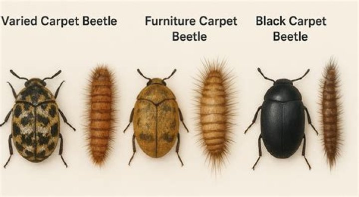 What can be mistaken for carpet beetles?