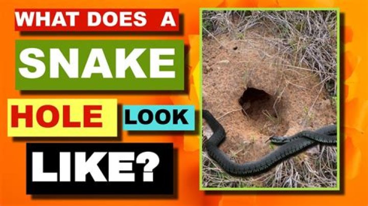 What can I put down a snake hole?