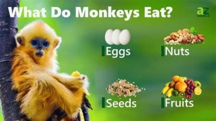 What can monkeys not eat?
