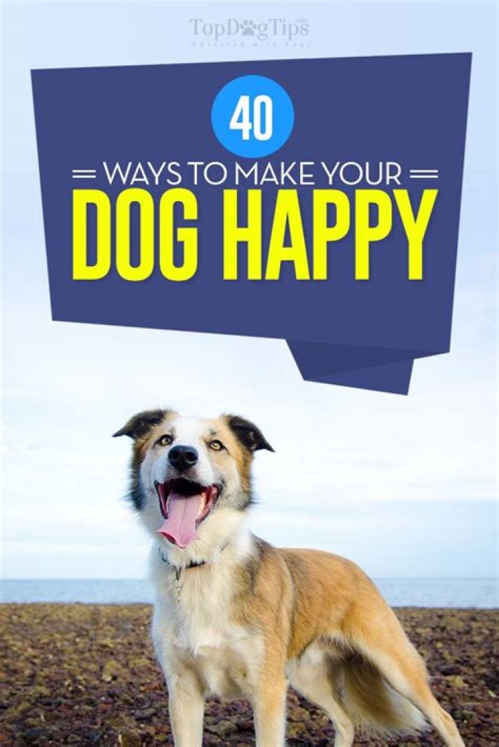 What can you do to make your dog happy?