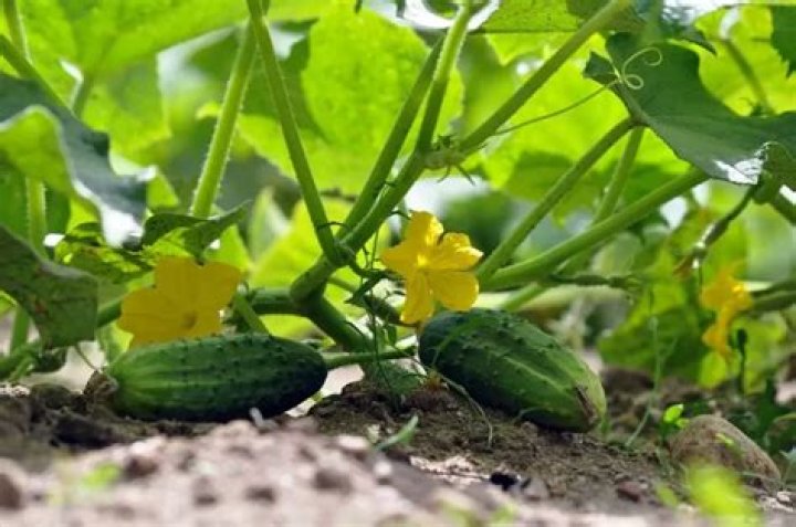 What can you not plant near cucumbers?