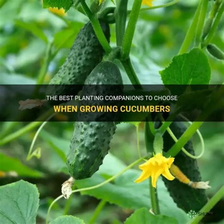 What can you not plant next to cucumbers?