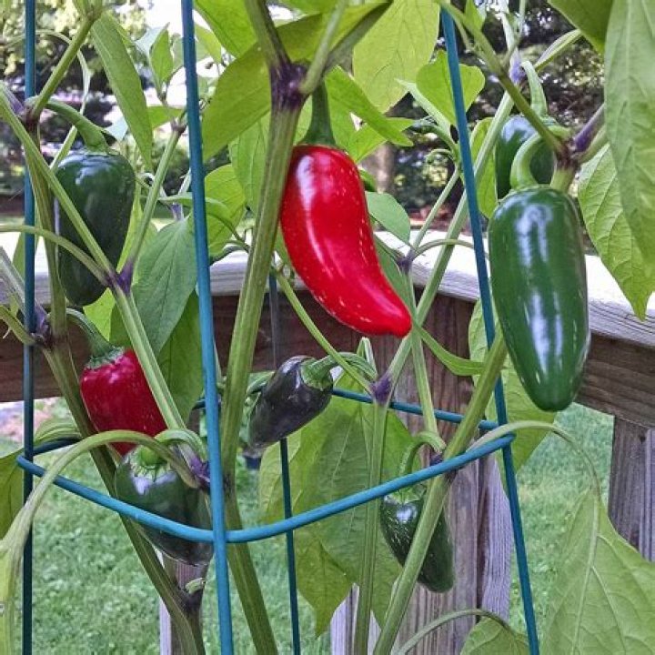 What can you plant next to jalapeno peppers?