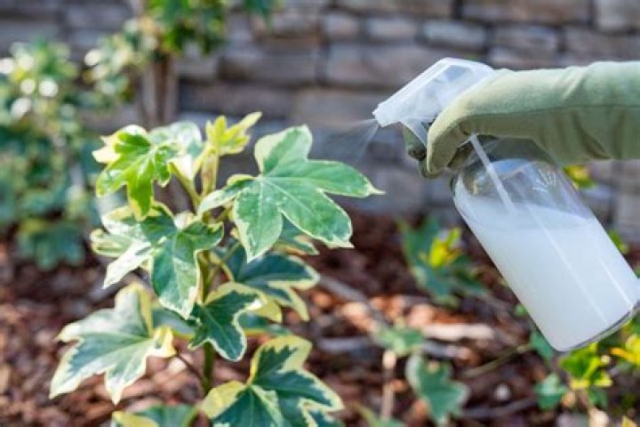 What can you spray on plants for powdery mildew?