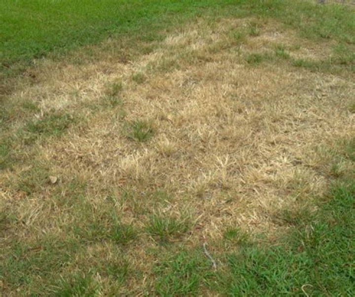 What causes large brown patches in lawn?