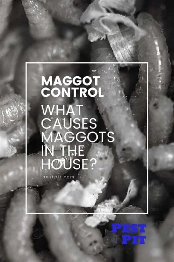 What causes maggots in bathroom?