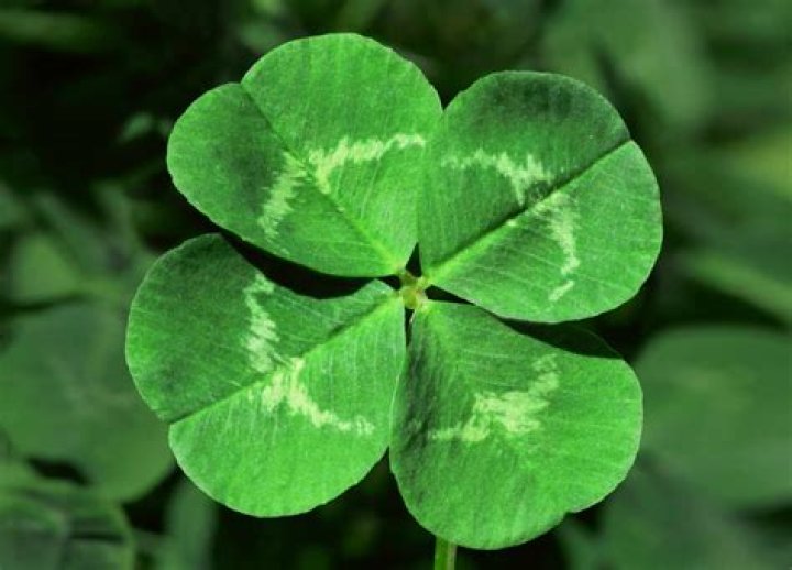 What clover lasts the longest?