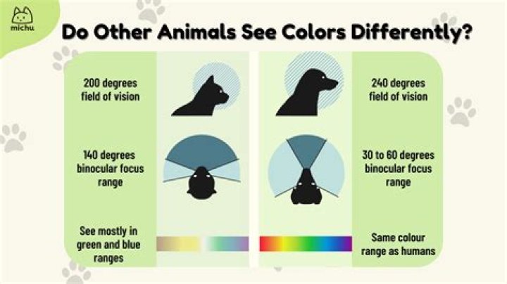 What color do cats see?