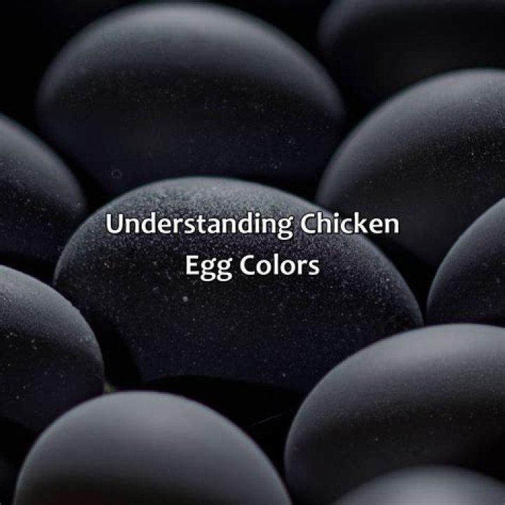 What color eggs do black chickens lay?