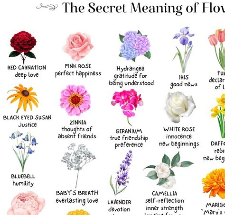 What color flower symbolizes new beginnings?