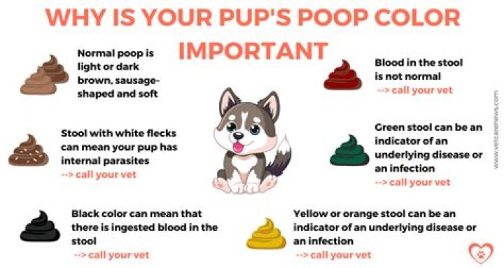 What color is parvo poop?