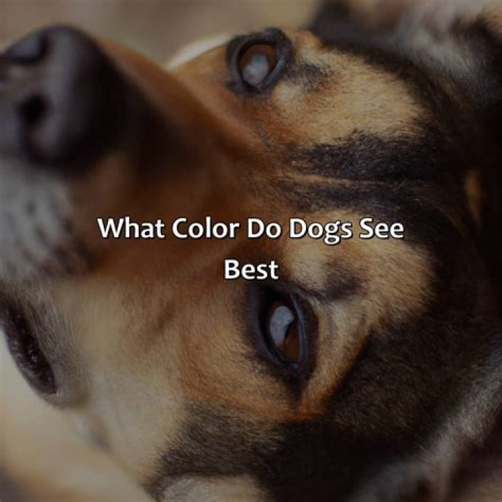 What color light do dogs like?