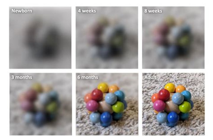 What determines your baby's looks?