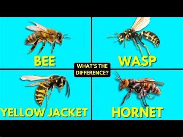 What deters wasps and yellow jackets?