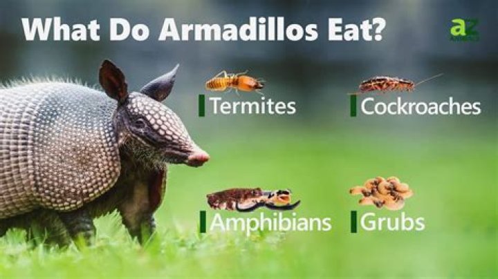 What do armadillos taste like?