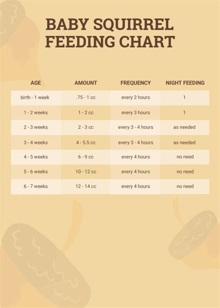 What do you call a baby squirrel?