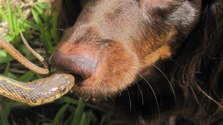 What do you do if your dog gets bit by a cottonmouth?