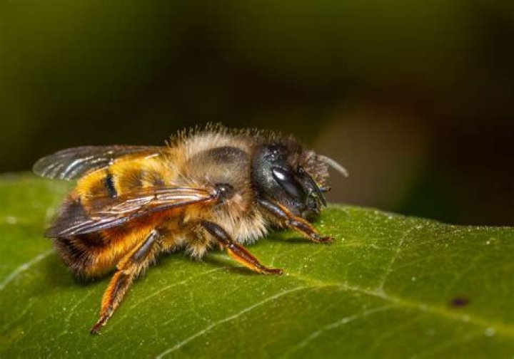 What does a bee with a crown mean?