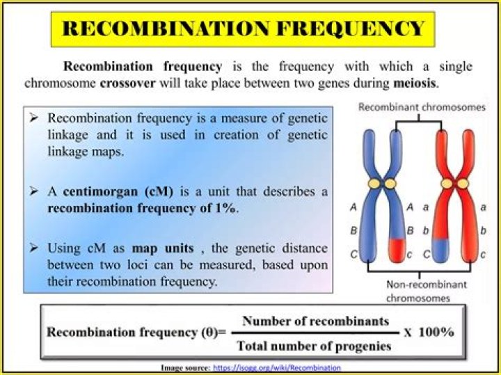 What does a recombination frequency of 0.5 mean?