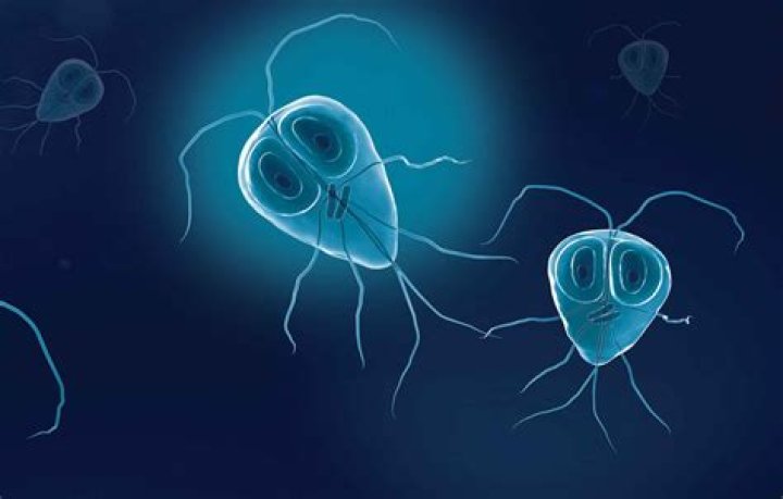 What does Giardia poop look like?