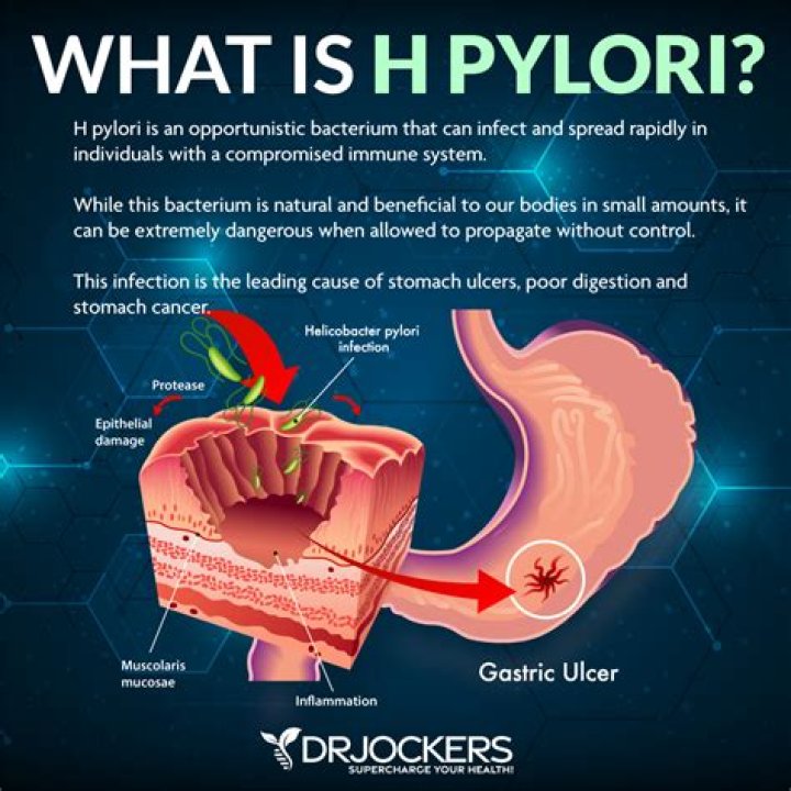 What does H. pylori feed on?
