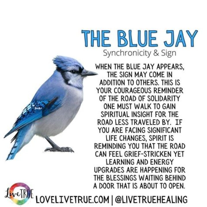 What does it mean if you see a blue jay?