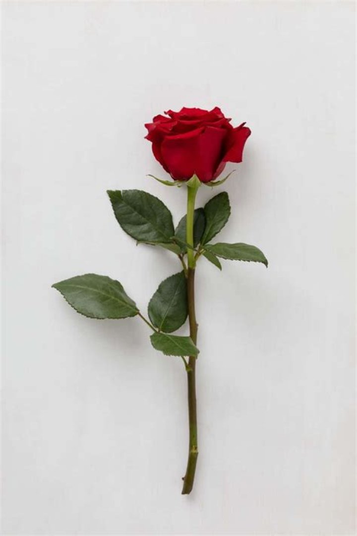 What does it mean when a guy gives you a single red rose?